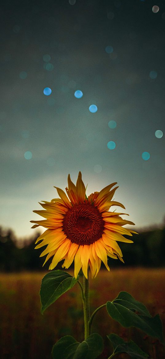 sunflower, sky, forest, wheat, nature, flowers