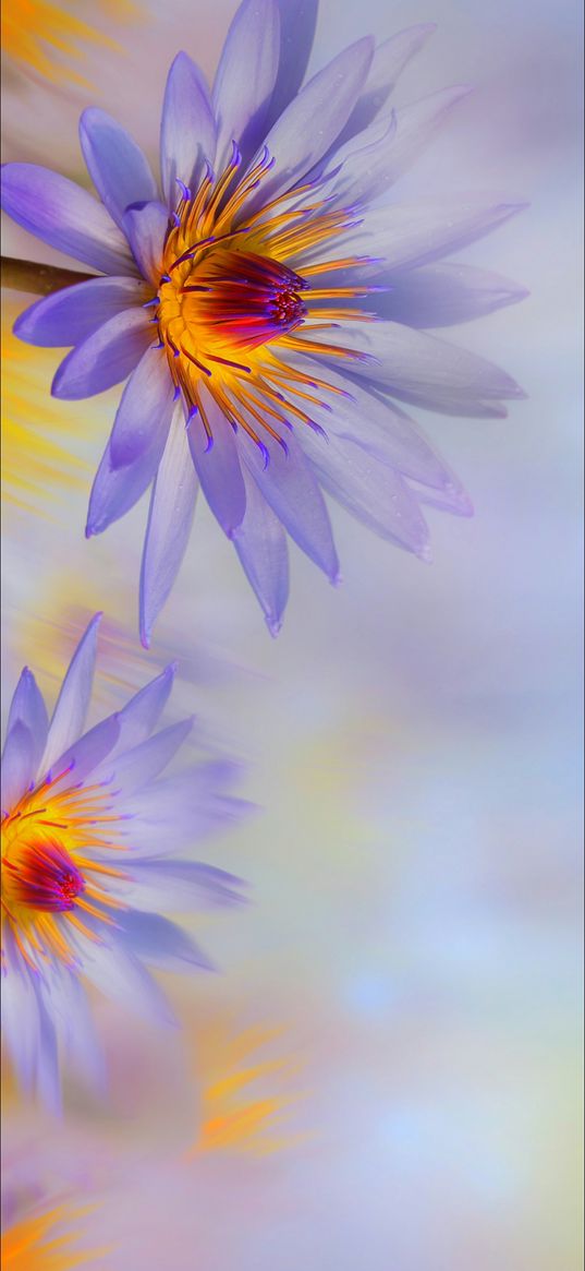 flowers, purple flower, blur, purple background