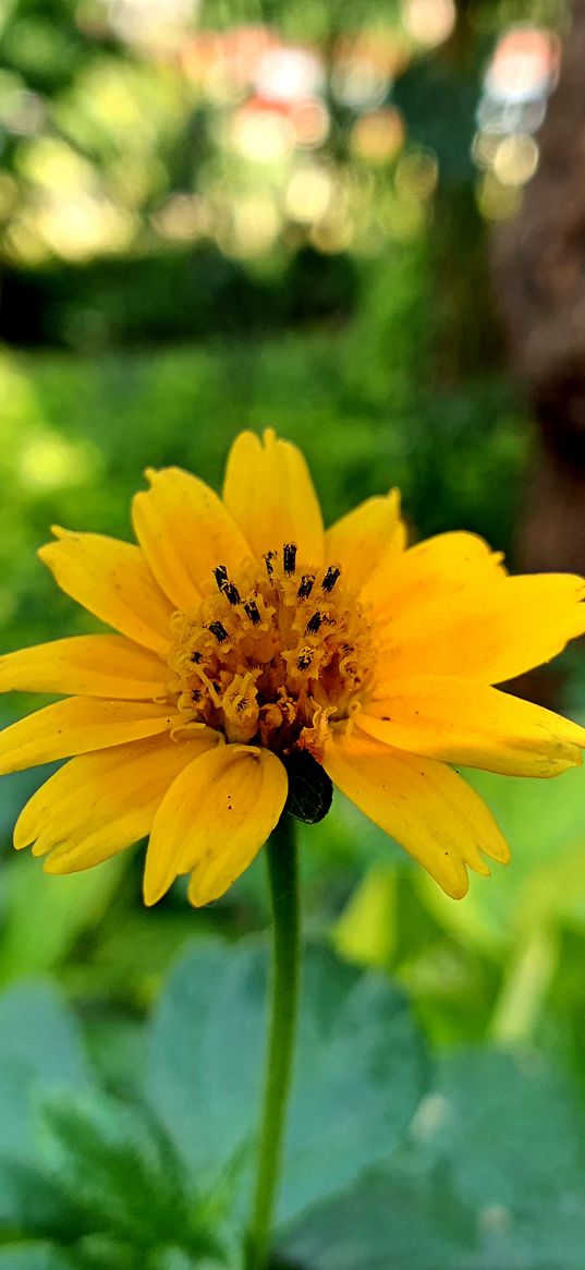 rudbeckia, flower, yellow, nature, macrock