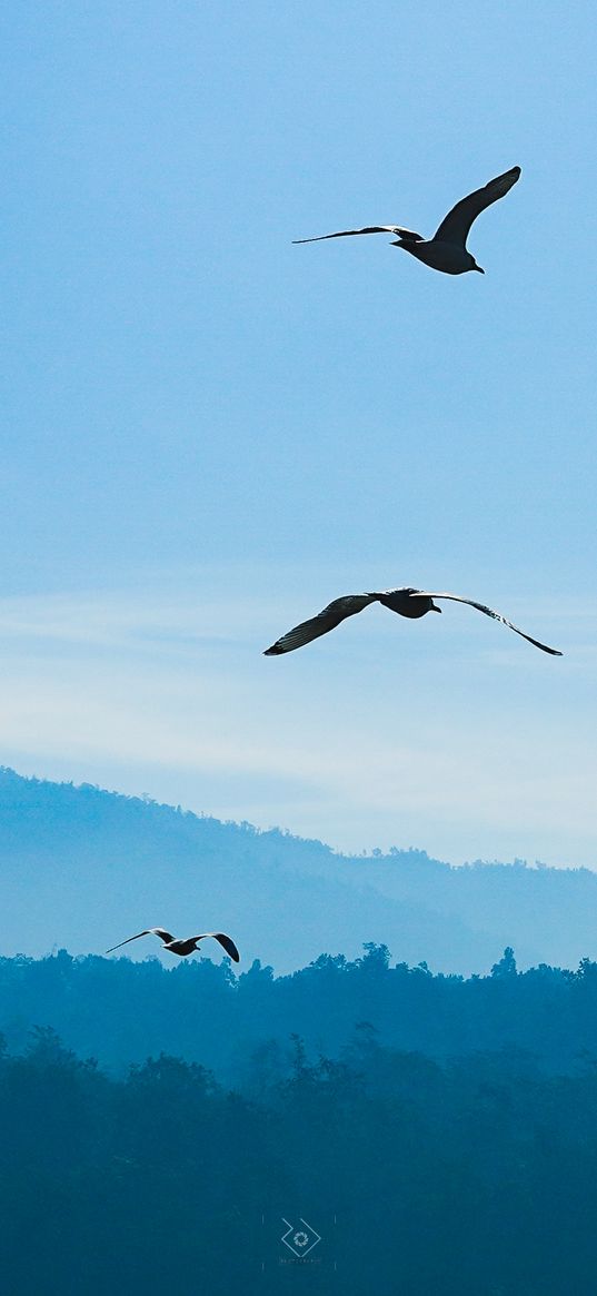 seagulls, sky, blue sky, mountains, trees, birds