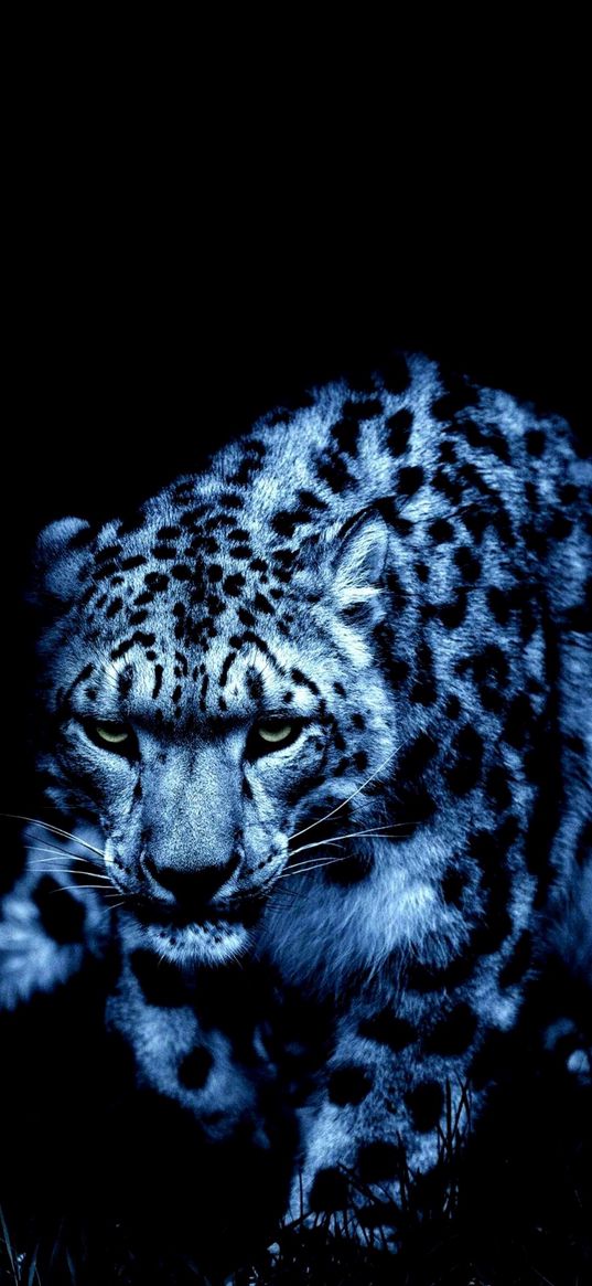 leopard, blue, black