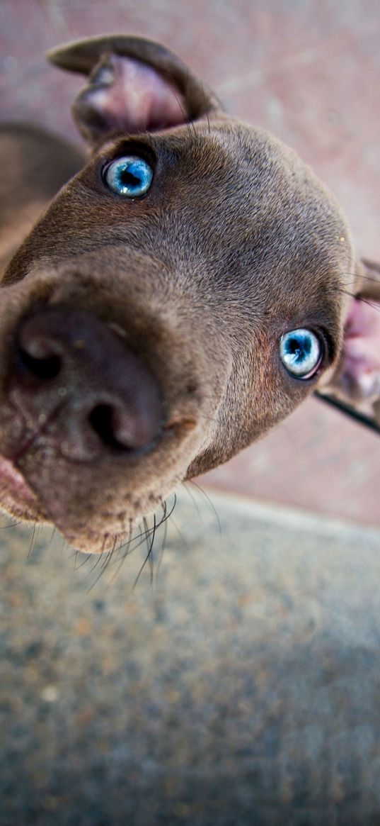 dog, nose, blue eyes, glance