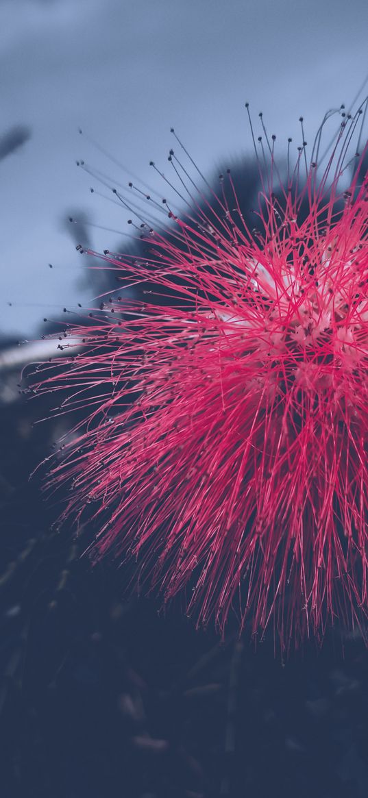 albicia, flowers, pink flower, pink, plant, nature