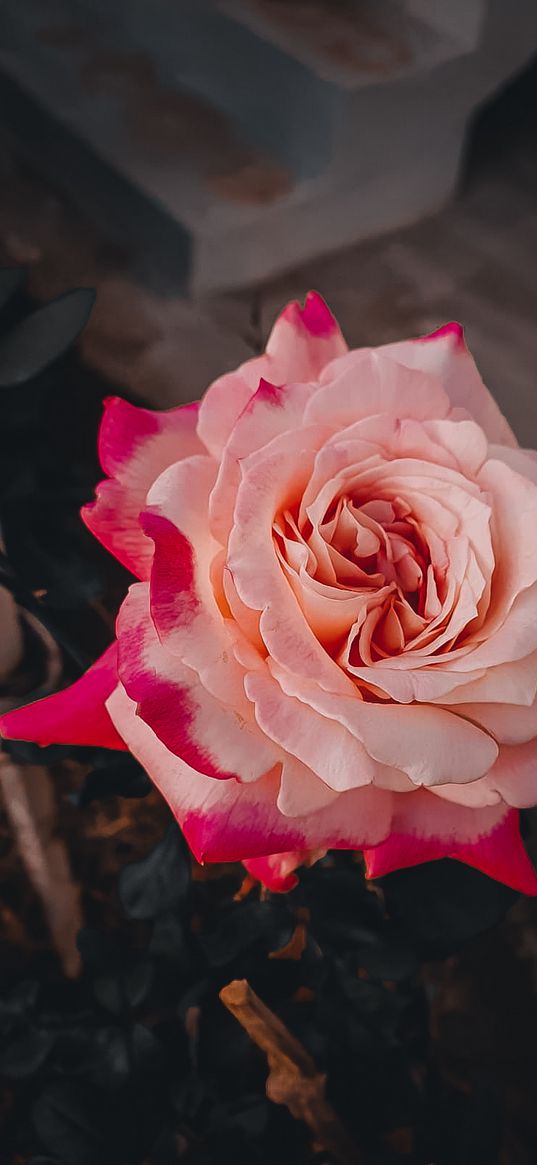 roses, pink roses, pink flower, flowers, plants, nature