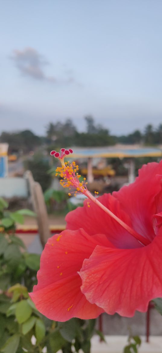 hibiscus, flowers, city