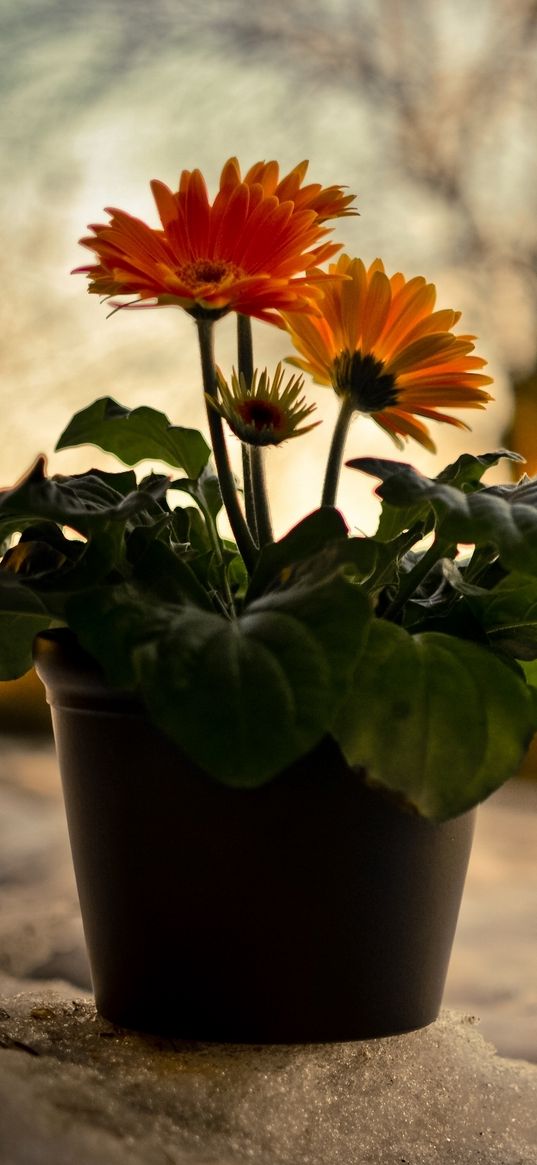 gerbera, flowers, nature, night, sunset, snow, pot