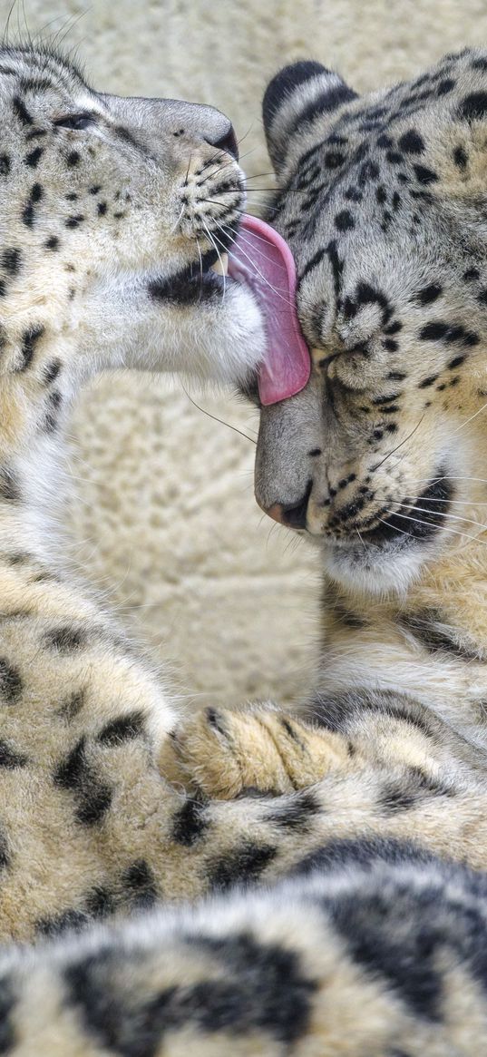 snow leopards, animals, protruding tongue, cute