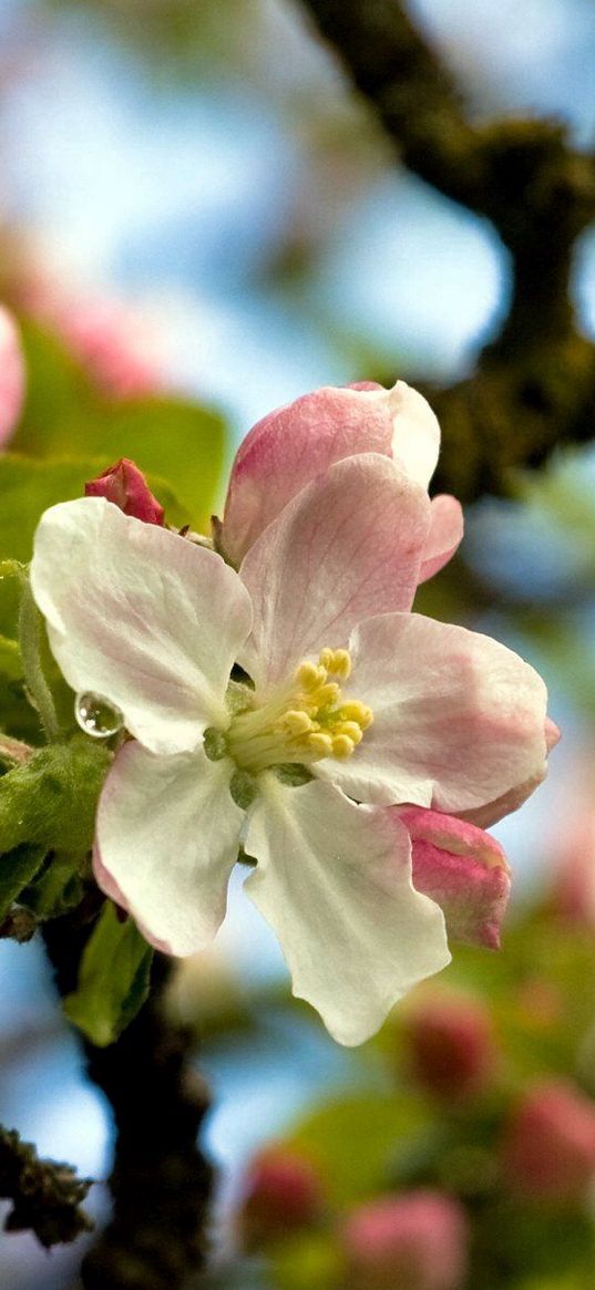 flower, tree, spring, sky, foliage, droplets