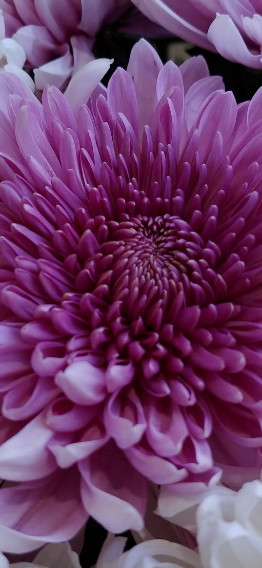 chrysanthemum, flowers, purple