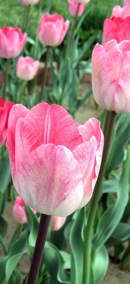 tulips, flowers, pink, bed, green