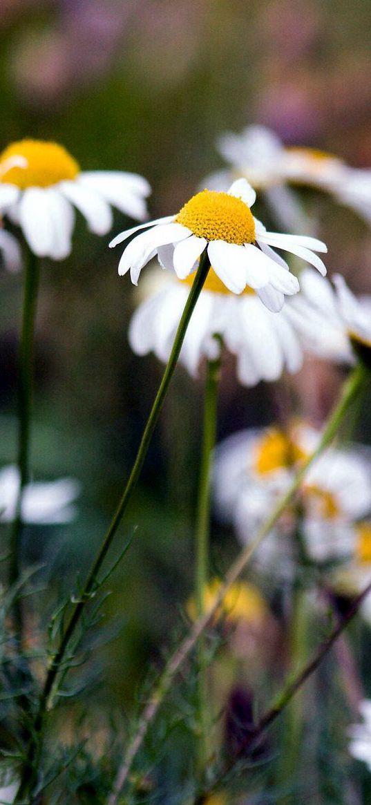 chamomile, flowers, summer, nature