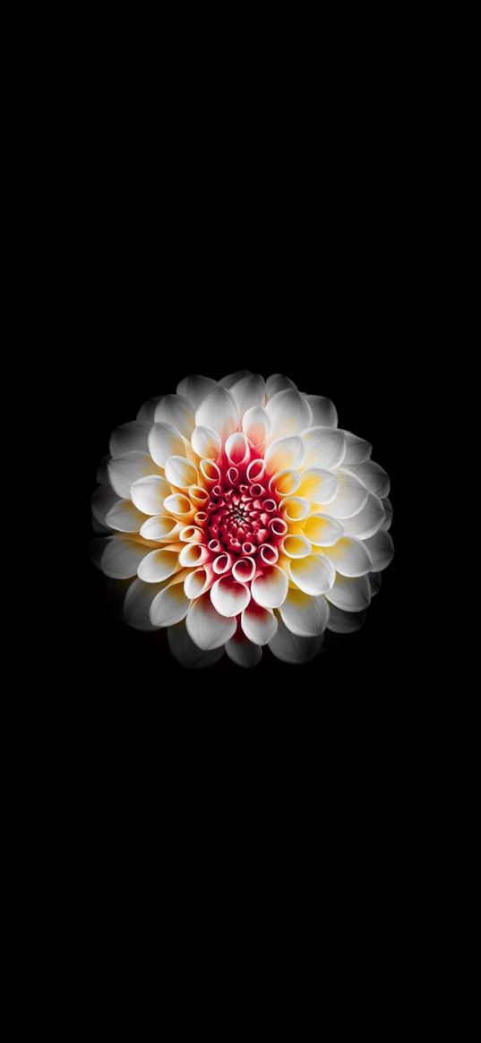 dahlia, flower, black