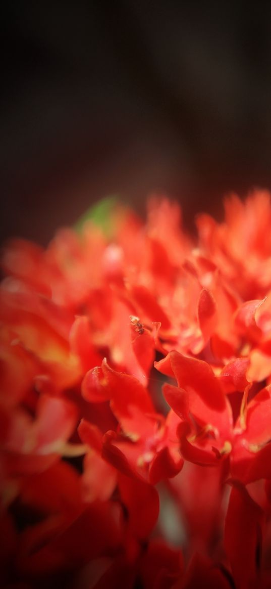 macro, flowers, red flower, plant, nature