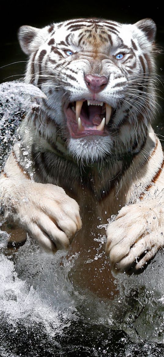 white tiger, tiger, animal, predator, jump, wild, white, fangs, grin, water, splash