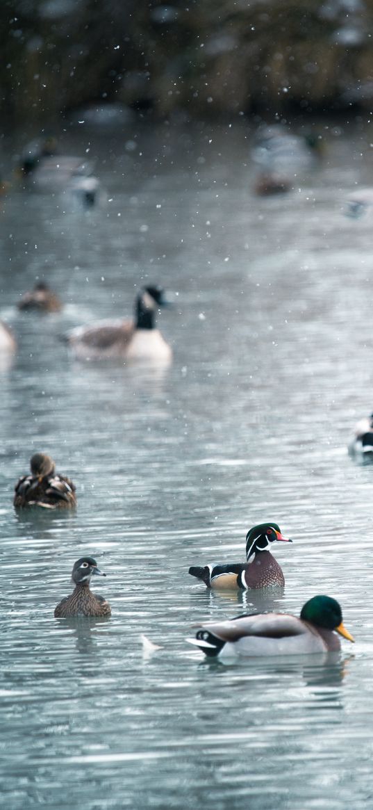 ducks, birds, animals, lake