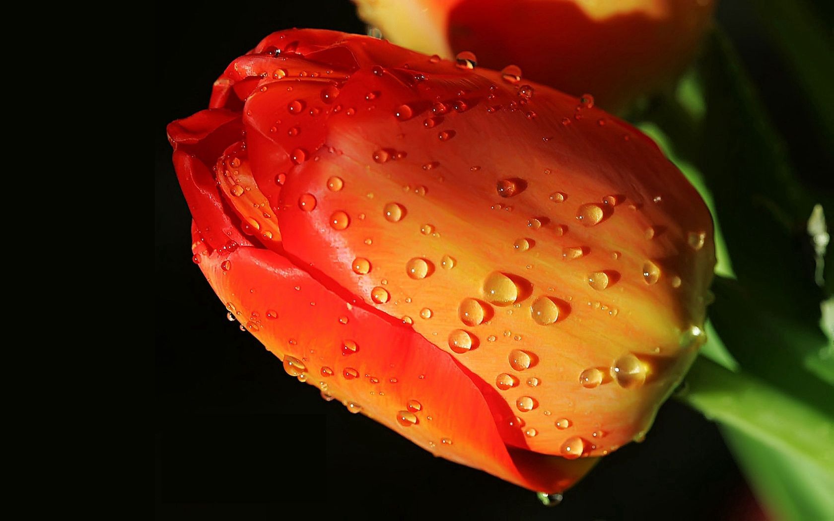 tulip, flower, close-up, drop, bud