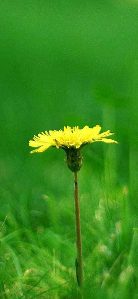 dandelion, meadow, grass, blurring, summer