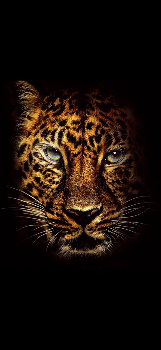 jaguar, animal, glance, black