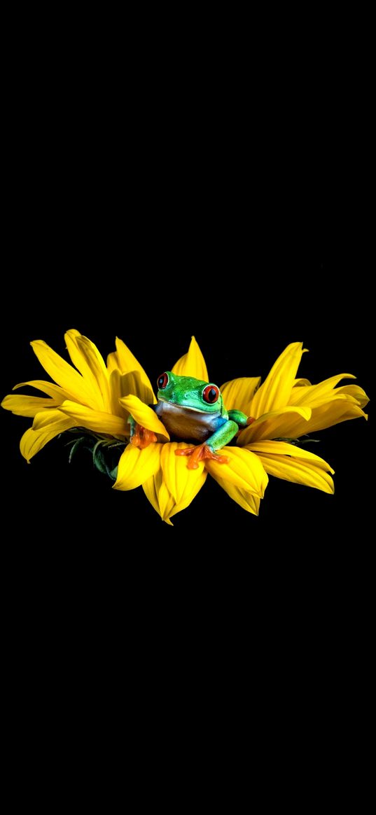 frog, flower, sunflower, green, yellow, black