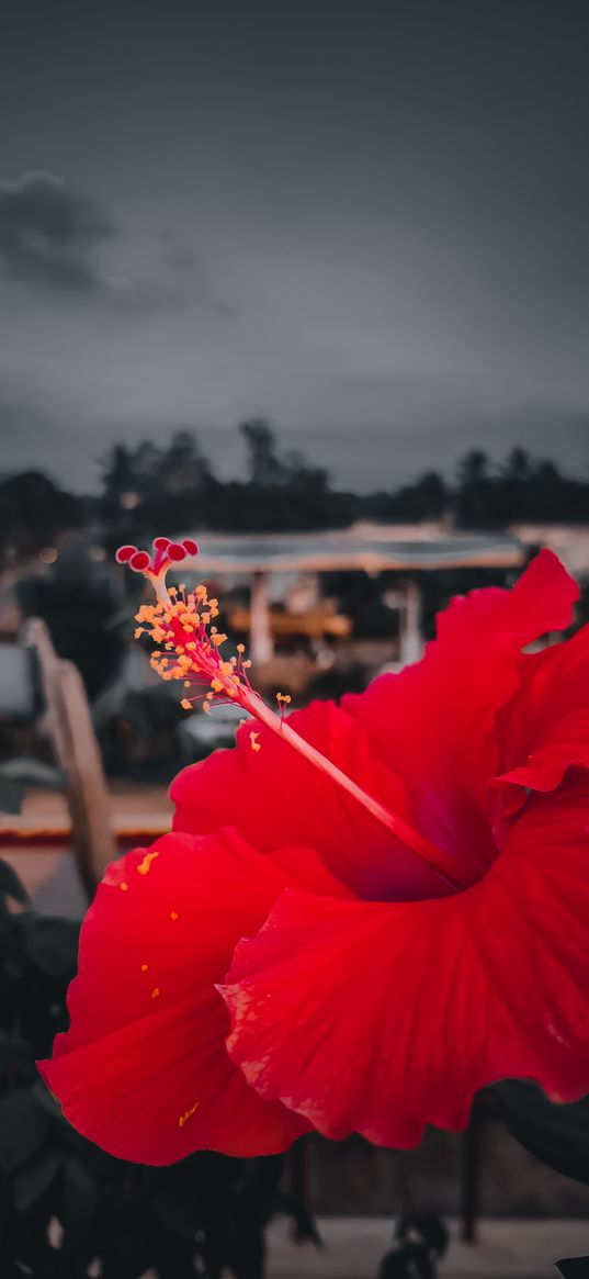 hibiscus, chinese rose, flower, red