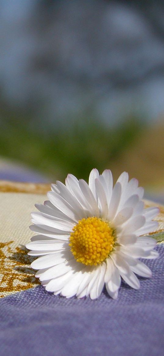 daisy, flower, fabric, nature