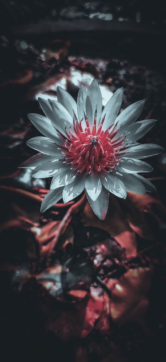 lotus, flowers, white flower, white lotus, leaves, nature, plant