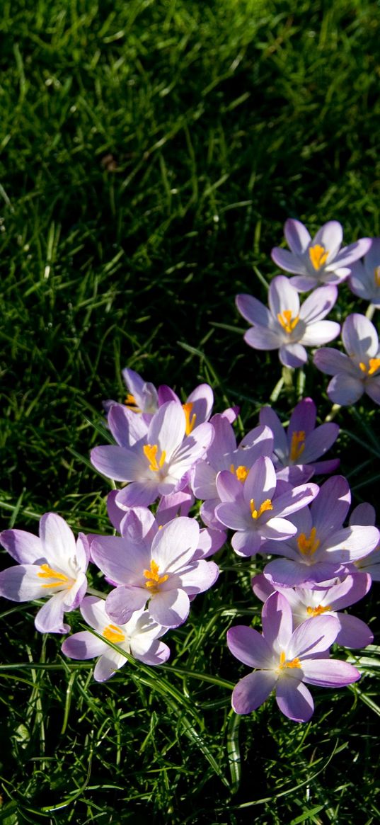 flowers, grass, lawn, branch