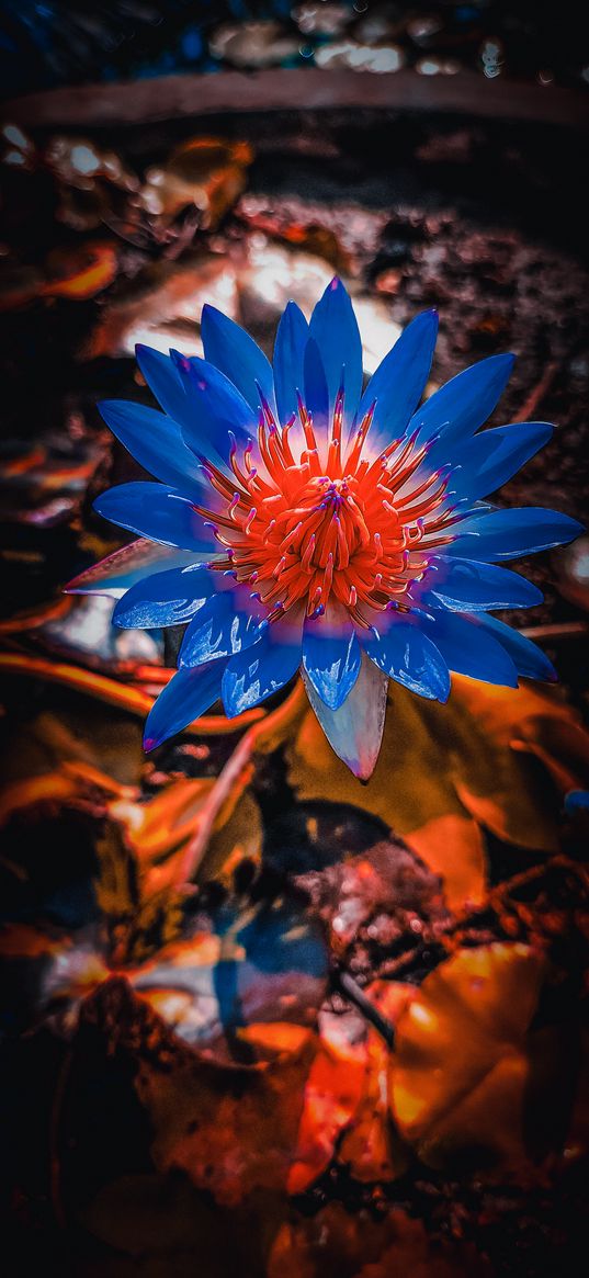 lotus, flowers, blue flower, blue lotus, leaves, nature, plant