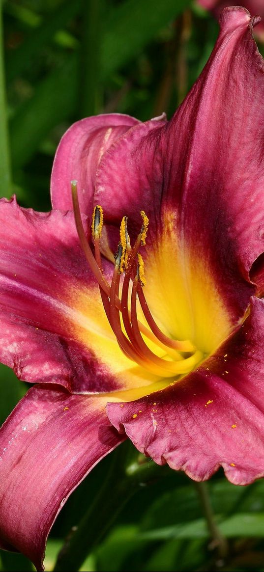 lily, flower, buds, fresh herbs, stamens