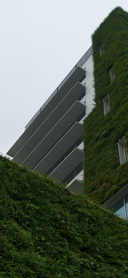 building, architecture, ivy, greenery