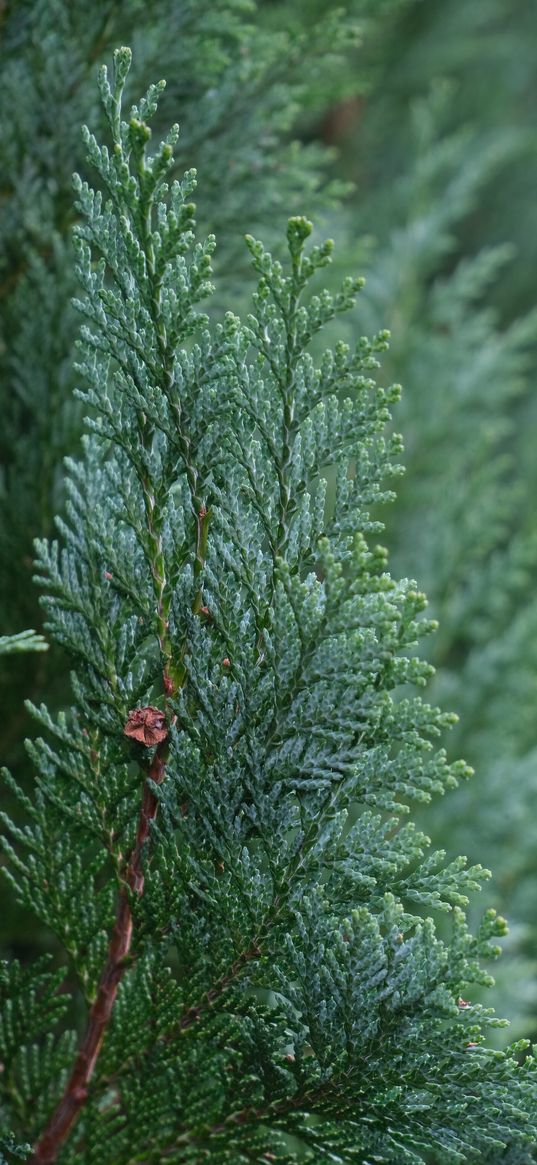 juniper, needles, tree, macro, green