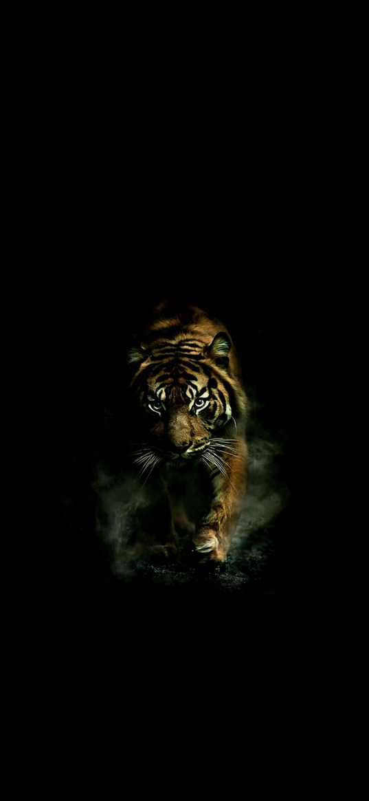 tiger, predator, animal, wild, dark