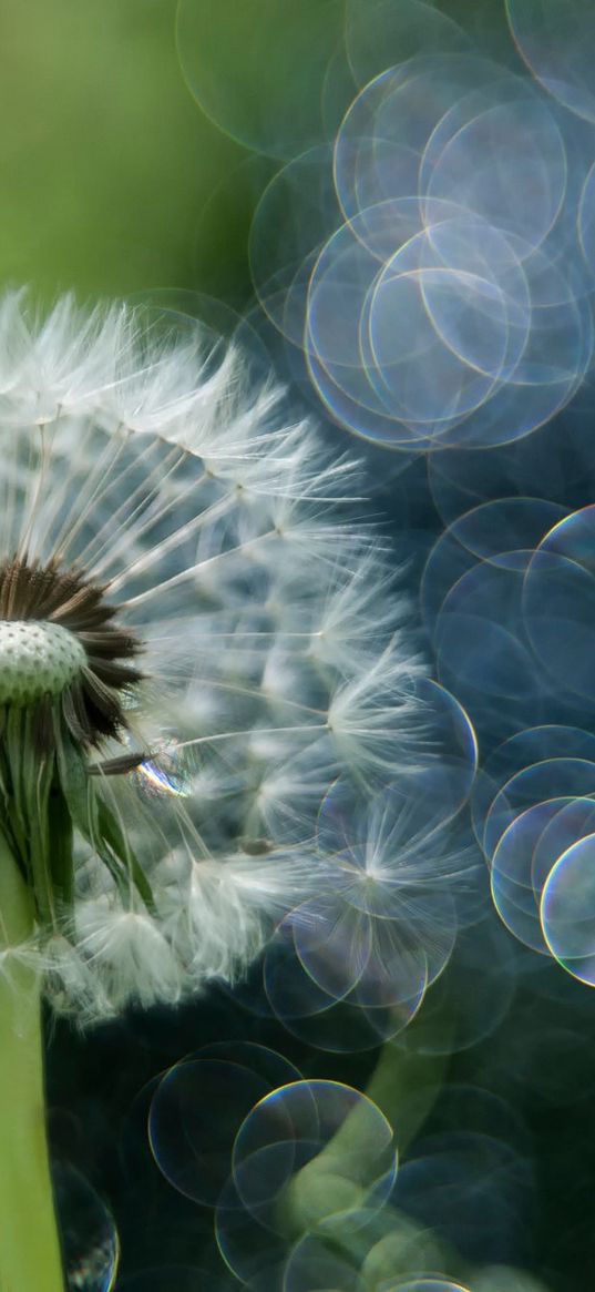 flower, dandelion, plant, seeds, macro