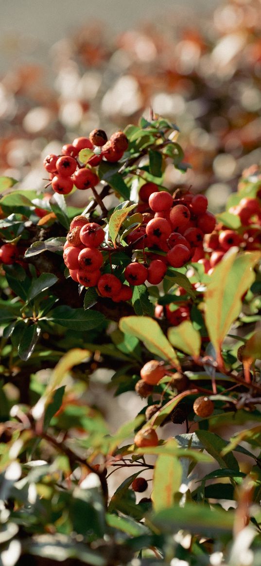 cranberries, berries, leaves, branches, macro