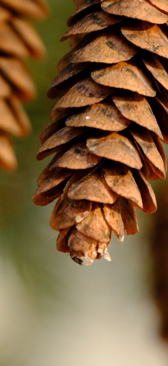 pine cone, dry, macro, blur