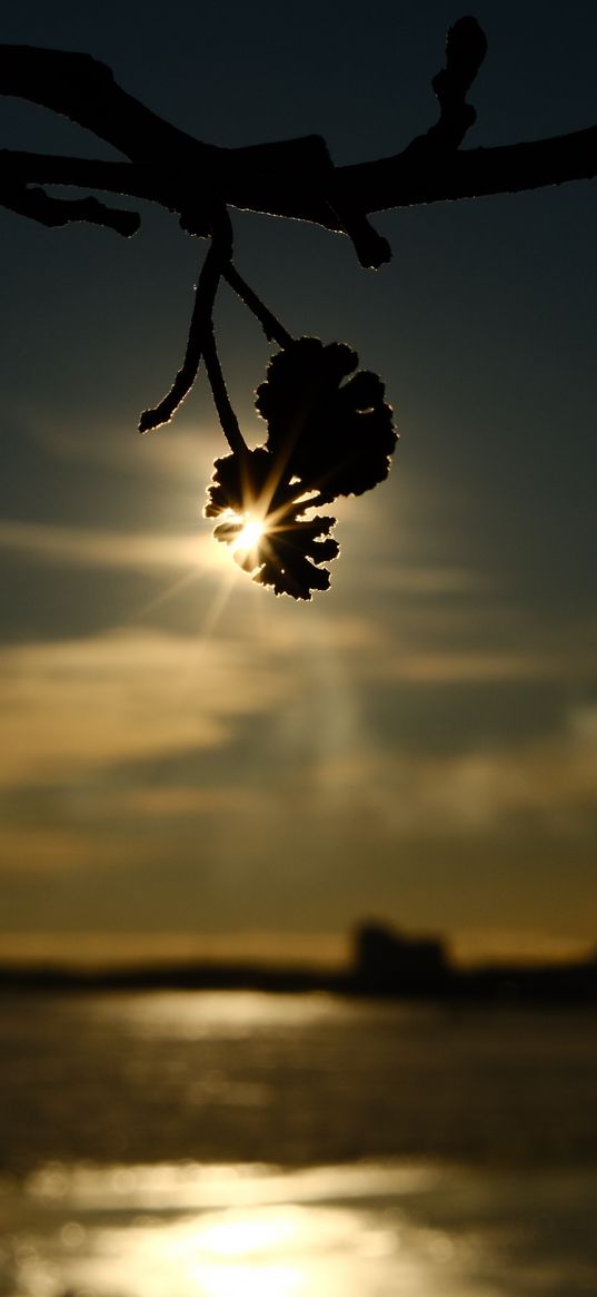 branches, bumps, light, sunset, macro, dark