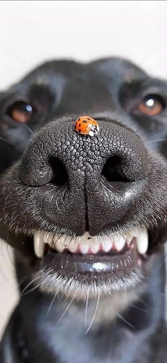 dog, nose, ladybug, animals, insects, nature, funny