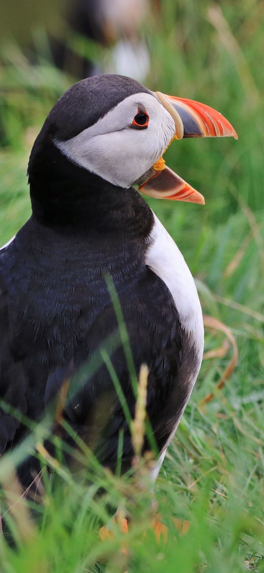 puffin, bird, beak, grasses, wildlife