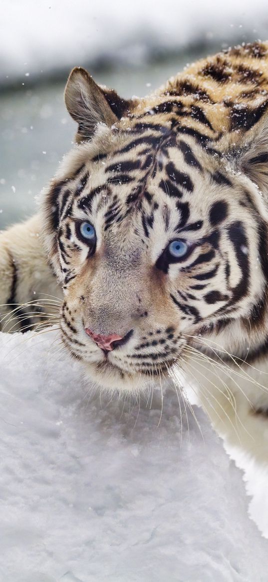 bengal tiger, tiger, snow, winter, big cat, white