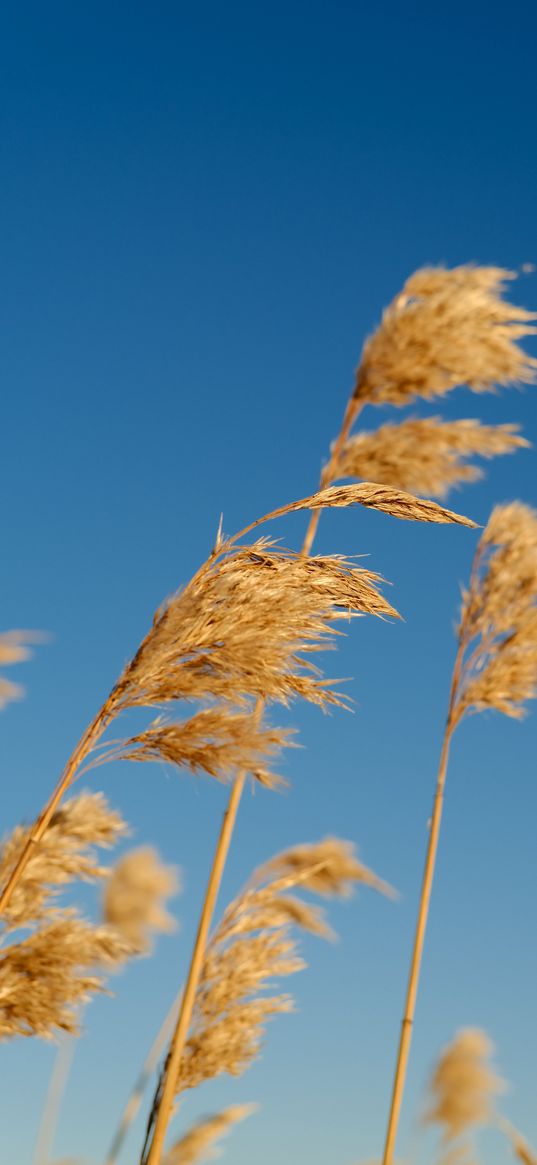 reeds, ears, plant, macro