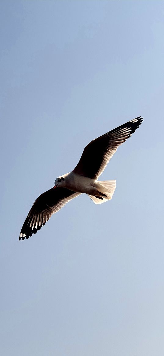 seagull, sky, blue