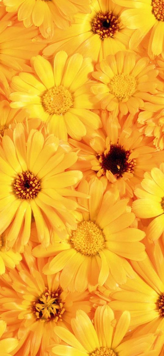 gerbera, flower, yellow, bright, sunny