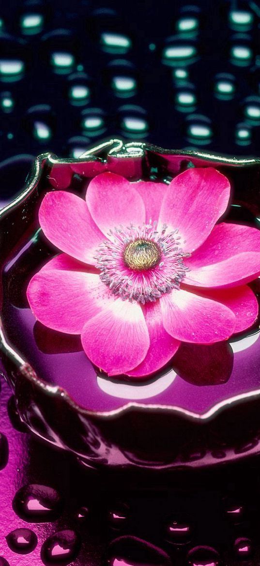 flower, drops, water, vase, background