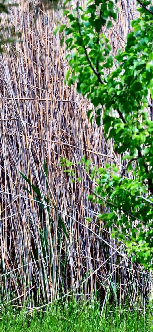 greens, thickets, green, spring, nature