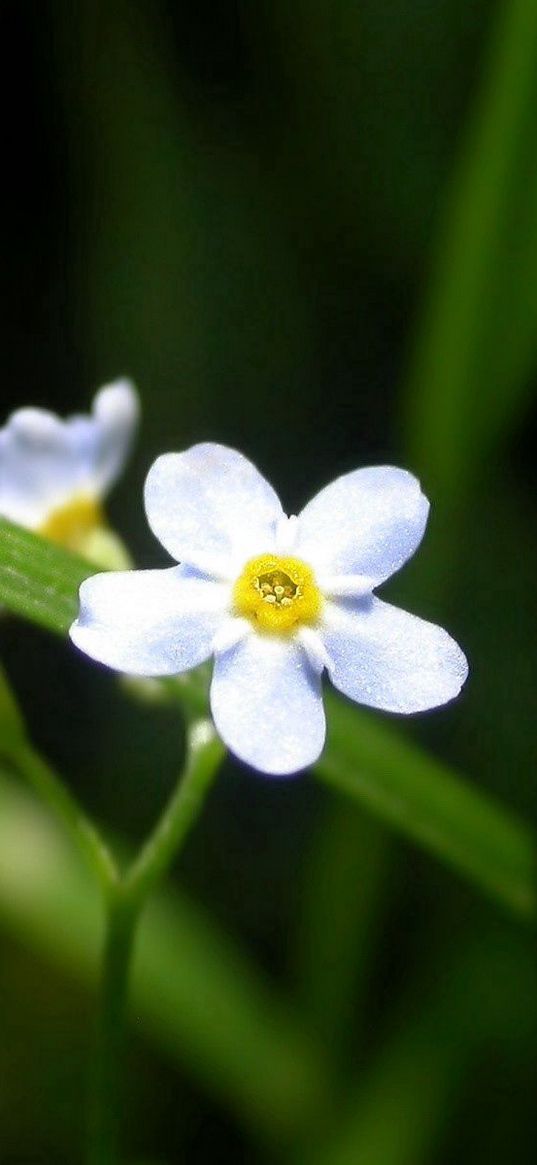 flowers, white, small, grass, herbs