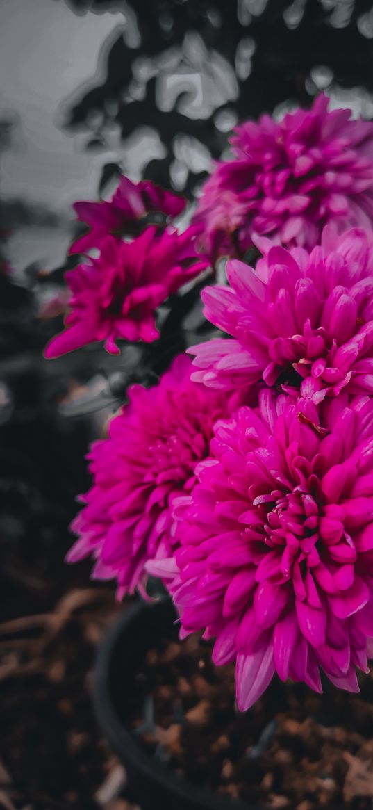 chrysanthemums, pink flower, flower, plants, nature