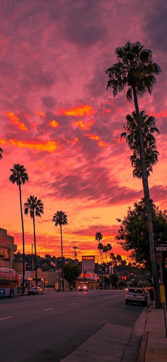 los angeles, palms, sunset, sun, evening, sky