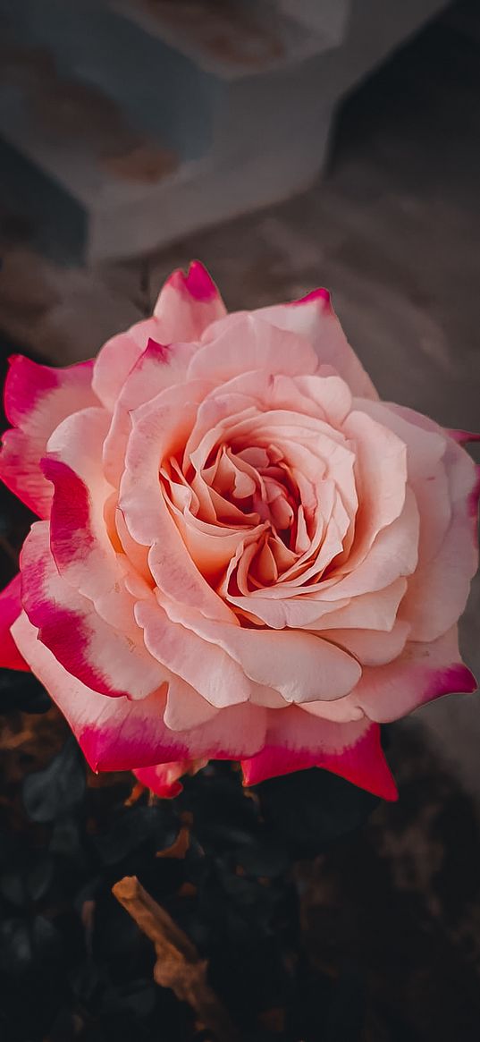 roses, pink roses, pink flower, flowers, plant, light pink