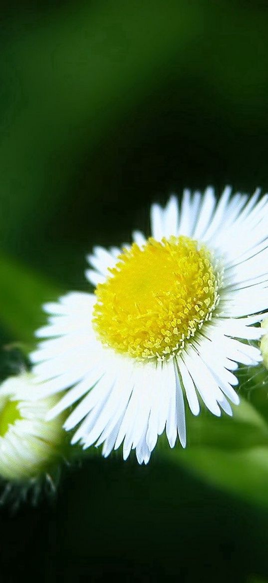 daisies, flowers, herbs, close-up