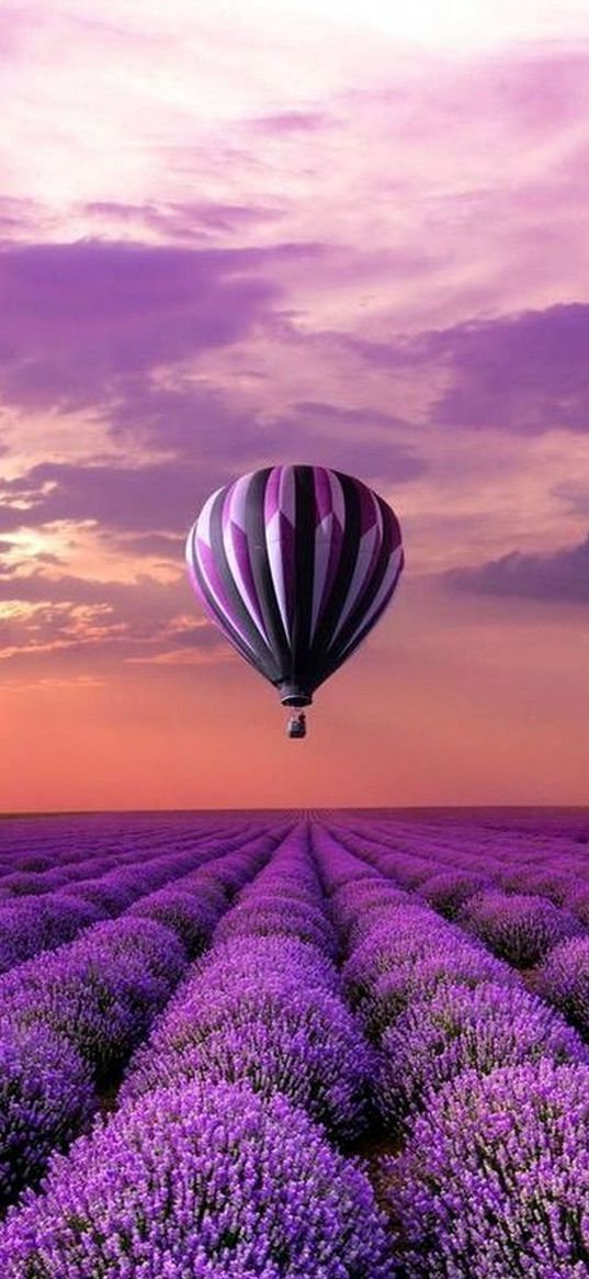 lavender, field, balloon, sky, purple, lilac